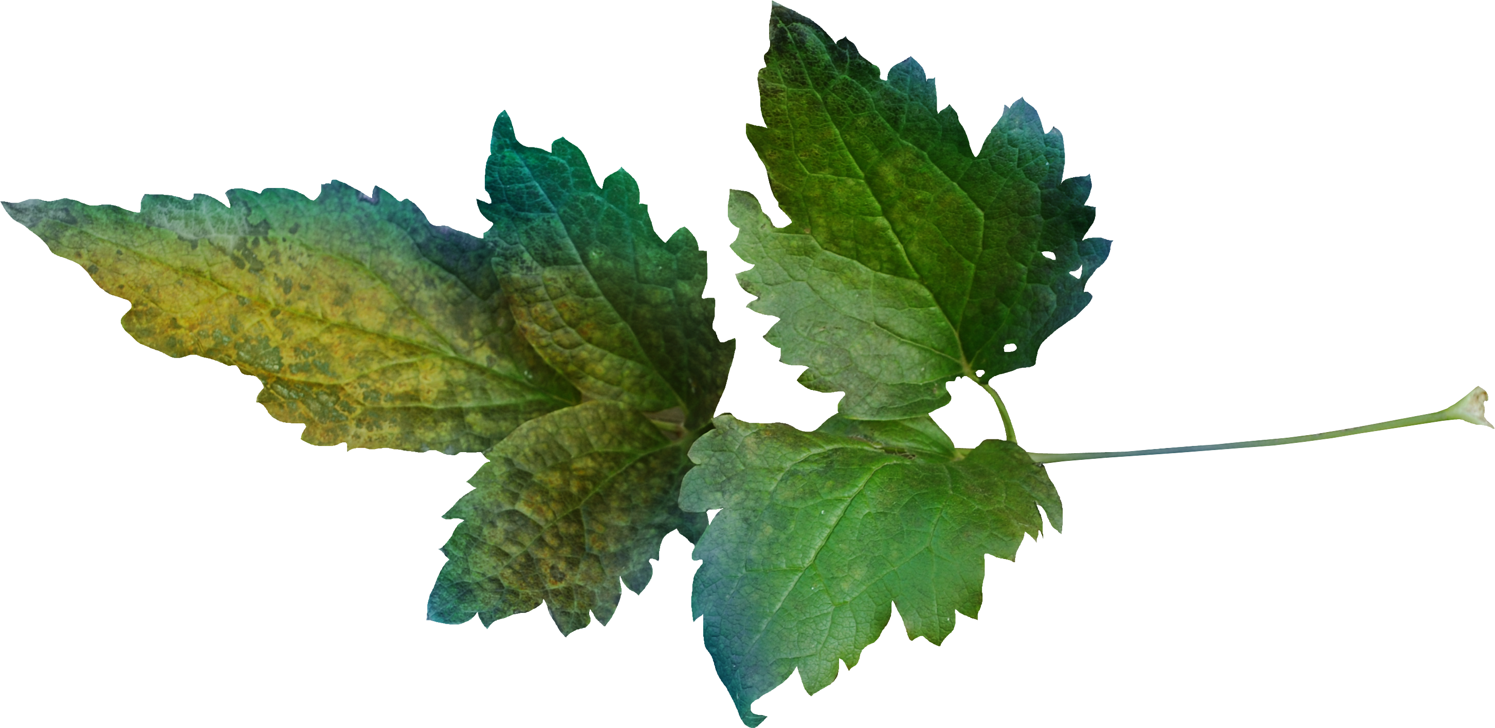 Leaf Clover Clip Art - Leaf (2908x1417)