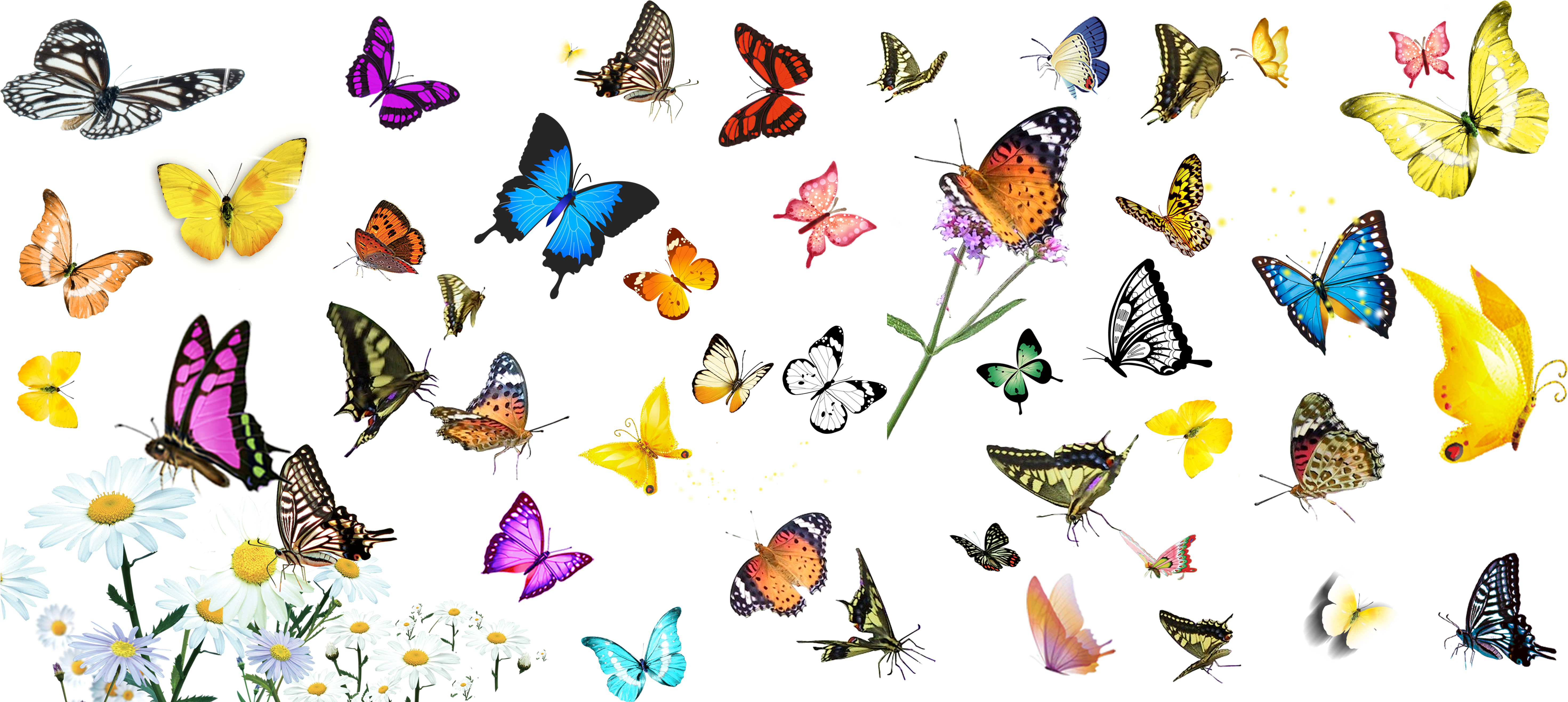 Butterfly Transparency And Translucency - Butterfly (5906x2634)