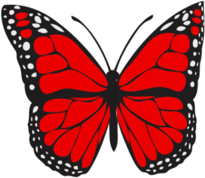   Brush-footed Butterfly (1000x1000)