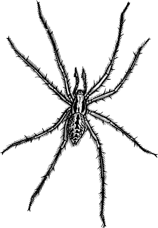 Stir Fry Central - Spider Line Drawing (532x768)