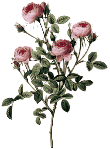 Pale Pink Rose Buds - ルドゥーテ の 薔薇 (370x500)