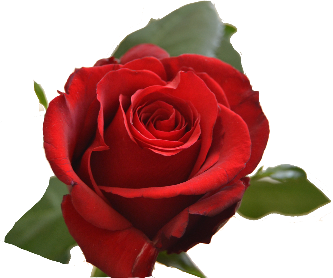 Floribunda (1172x1000)
