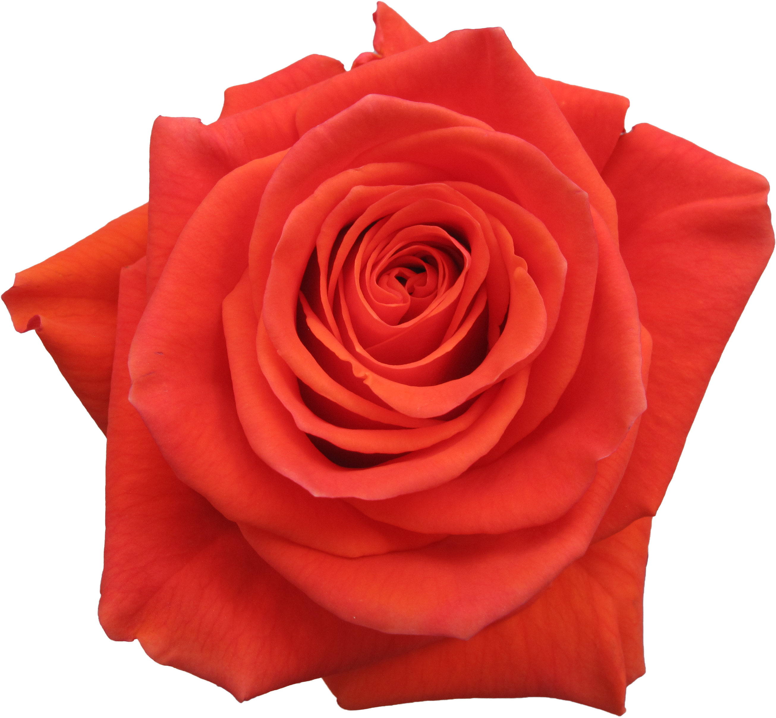 Rose Cayenne - Garden Roses (3366x2525)