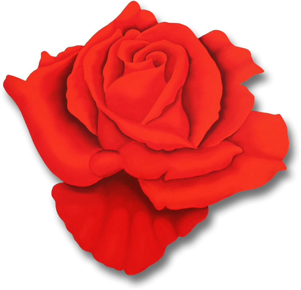 Rosa Classica - Rosa Classica (1000x963)