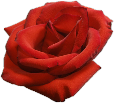 Image - Garden Roses (371x335)
