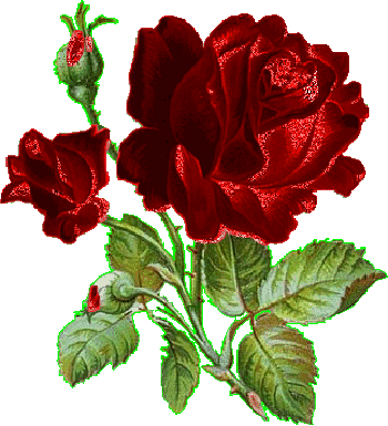 Fleur - Gif (350x384)