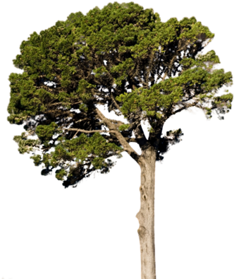 Pino Png (356x400)