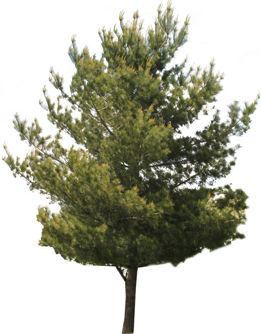 Jack Tree Transparent Images - Tree Front (900x1151)