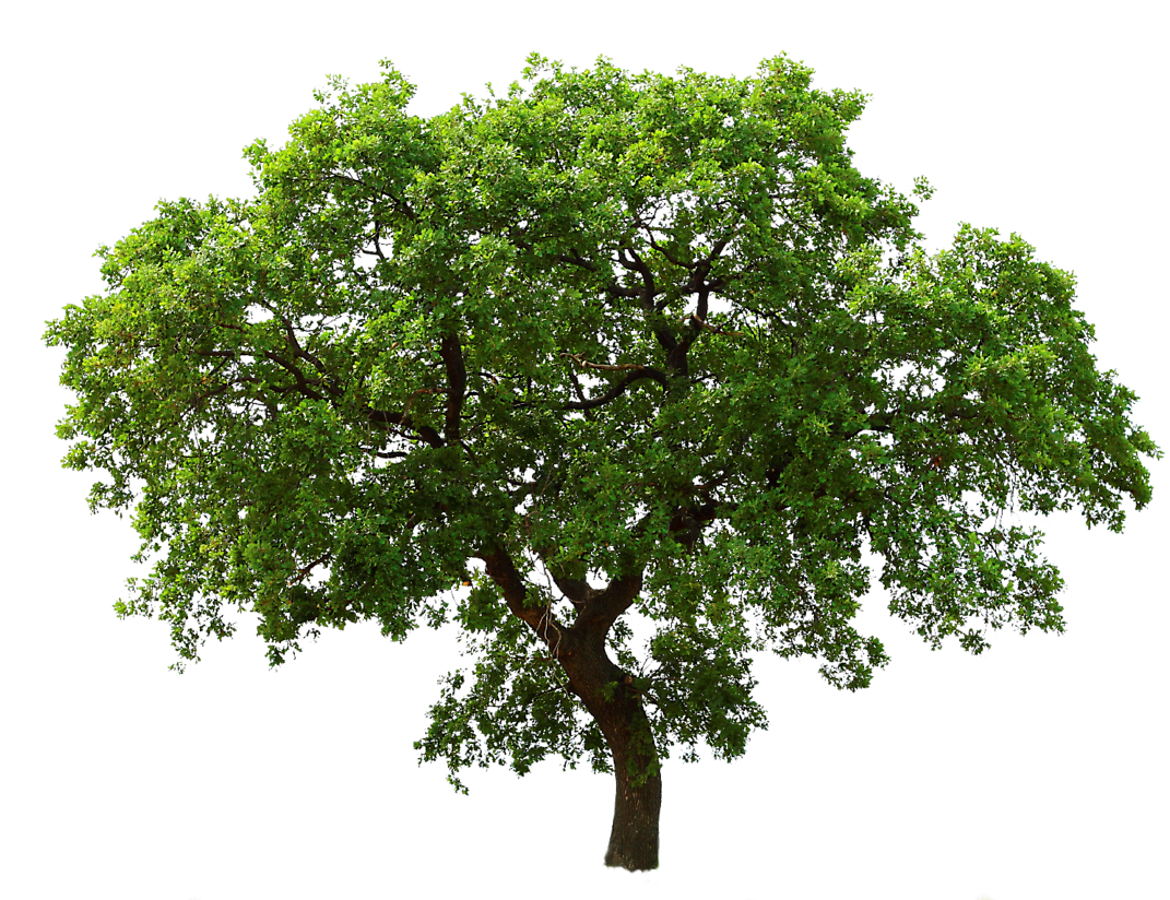 Tree Png (1100x823)