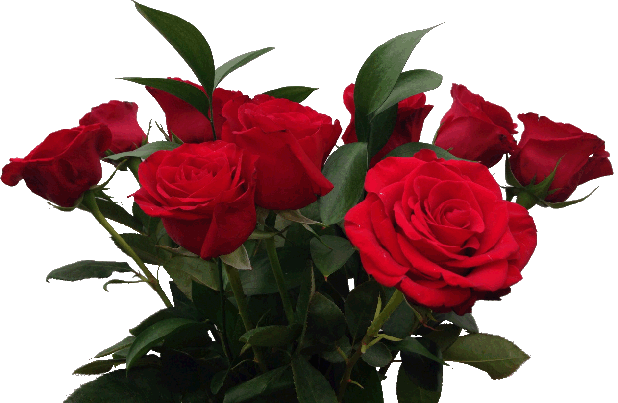 Aesthetic Roses Transparent (1280x960)