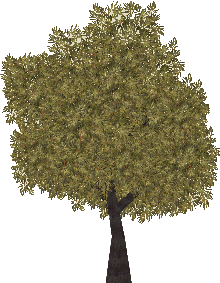 Jarrah Tree - Wiki (613x613)