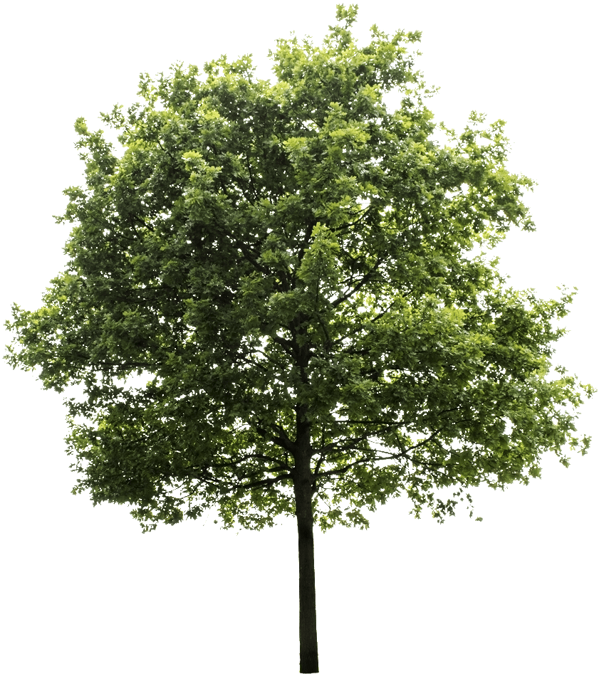 High Quality Png, Transparent Background - Transparent Background Tree Png (900x976)