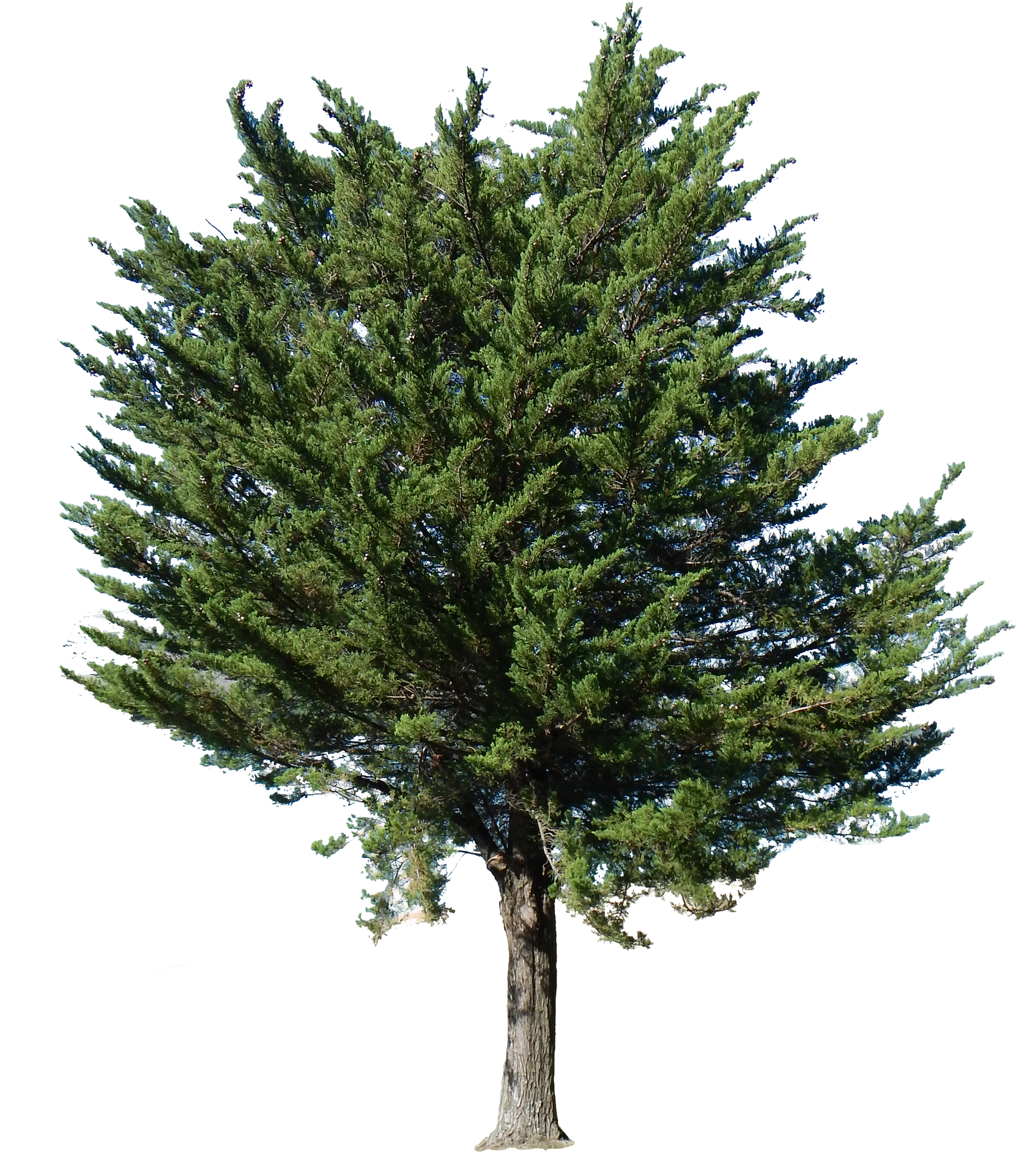 3d Trees - Transparent Trees (1691x2000)