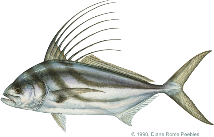 Rooster Fish - Roosterfish (720x495)
