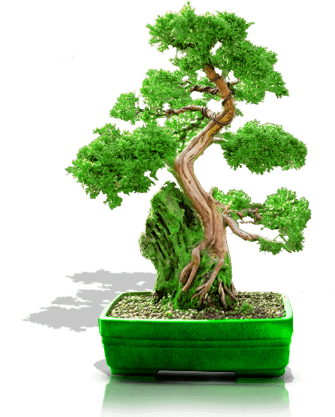 Bonsai (600x600)