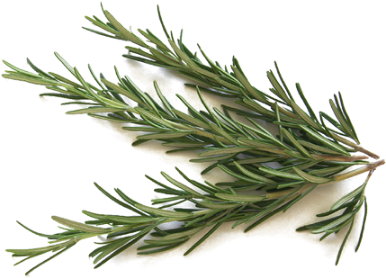 Rosemary - علاج المعدة العصبية بالاعشاب (476x476)