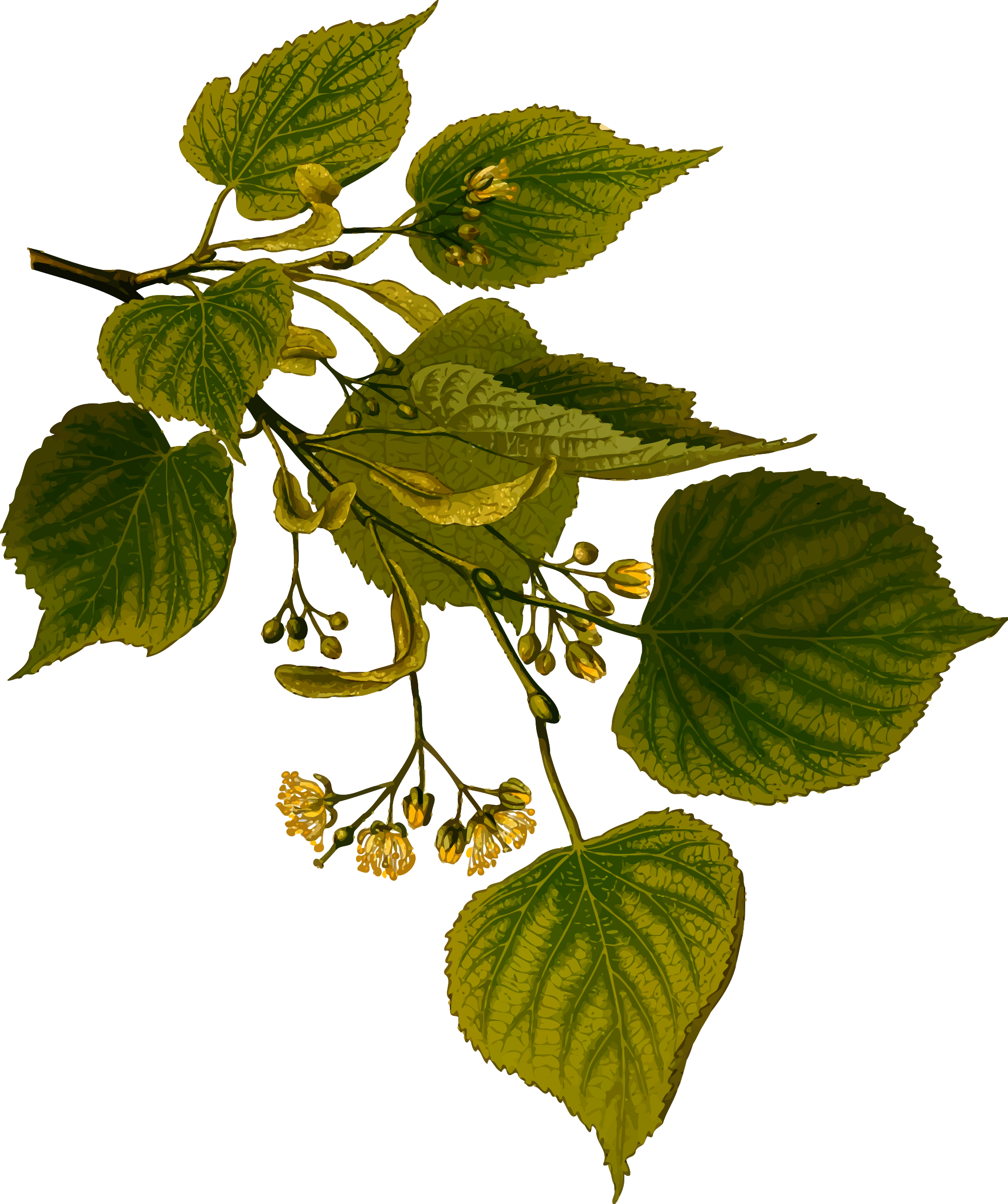 Lime Tree - Introduction To Medicinal Plants [book] (2010x2400)