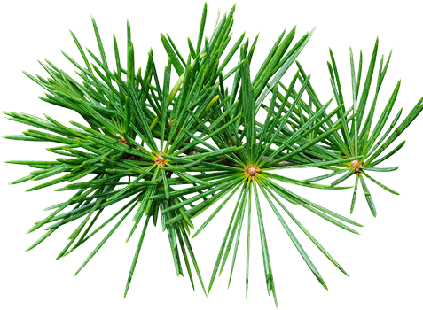 Cedarwood - Essential Oil (476x476)