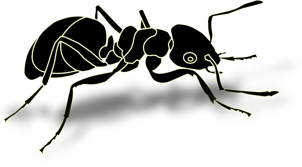 Ant - Transparent Ant (1038x576)