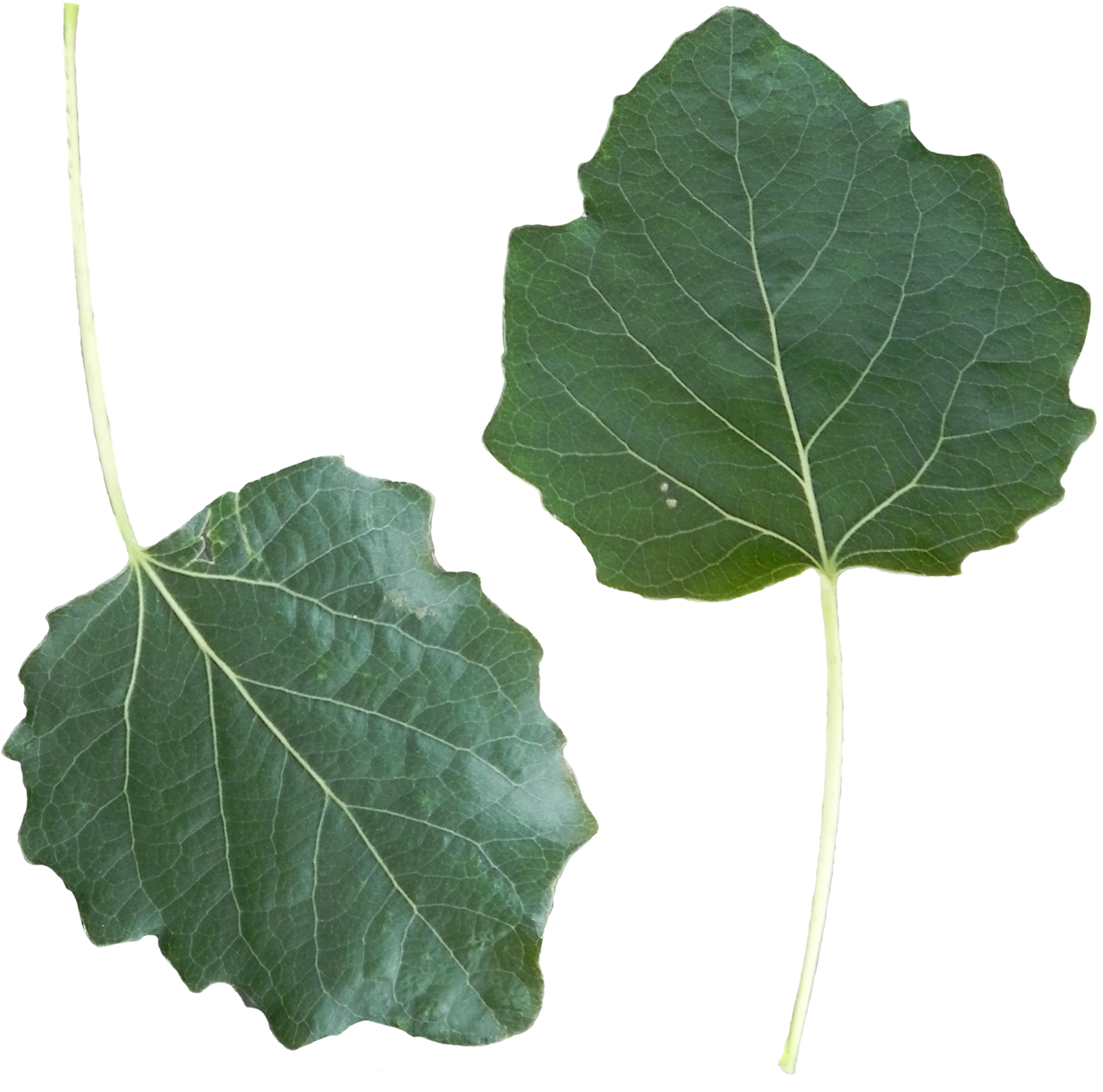 Populus Alba Leaf Front Side - Populus Leaf (1939x1892)