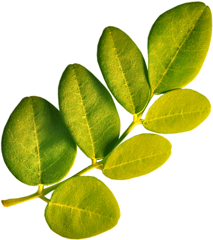 Article Details - Drumstick Tree (500x500)