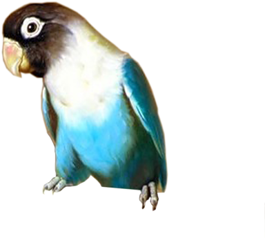 [ Img] - Macaw (500x500)