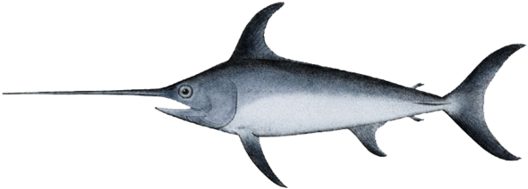 מתוך ויקיפדיה, האנציקלופדיה החופשית - Swordfish Png (600x222)