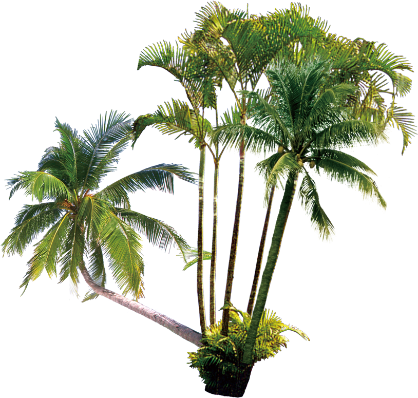 Arecaceae Coconut Milk Computer File - Coconut (1000x1000)