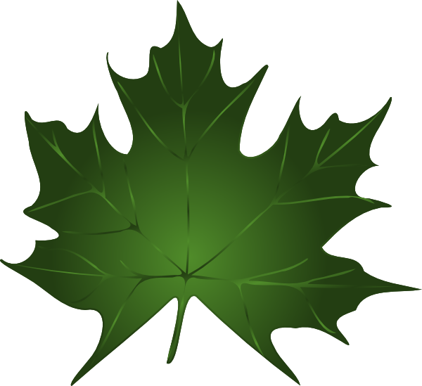 Green Maple Leaf Clipart Kid - Canada (600x549)