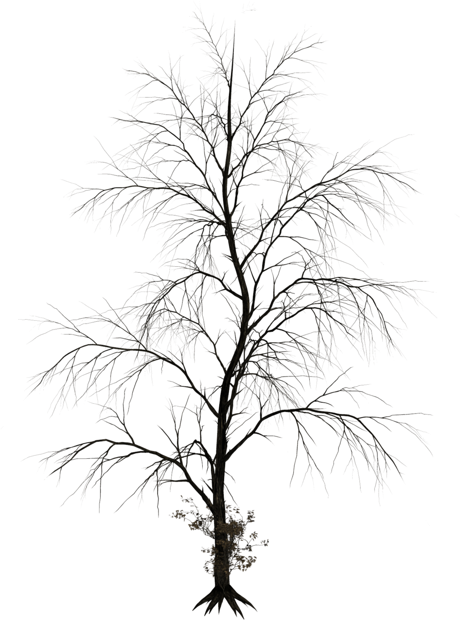 Haunted Tree - Dark Tree Png (1024x1335)
