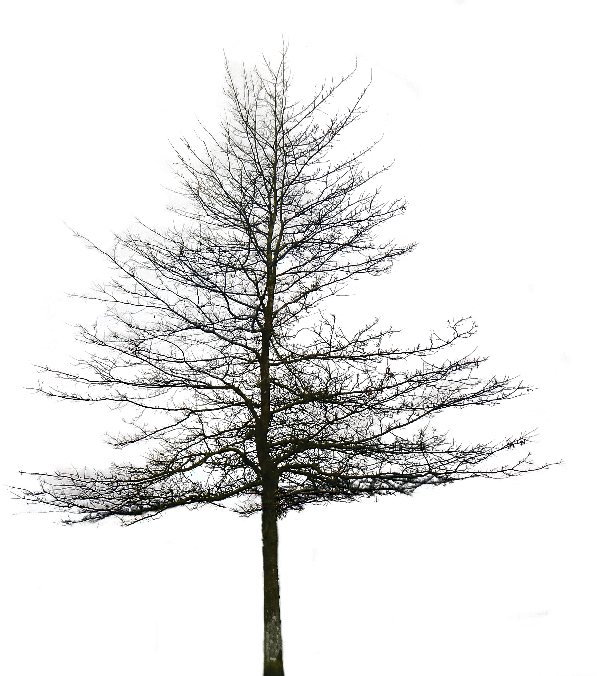 Section Architectural Trees Png (2431x2629)