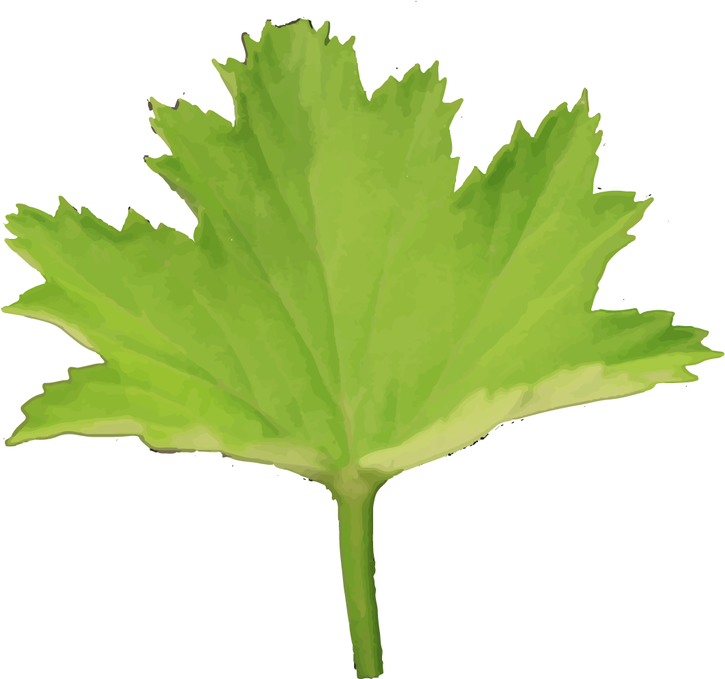 Maple Leaf (1200x1600)