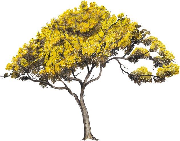 Arboles Png (750x502)