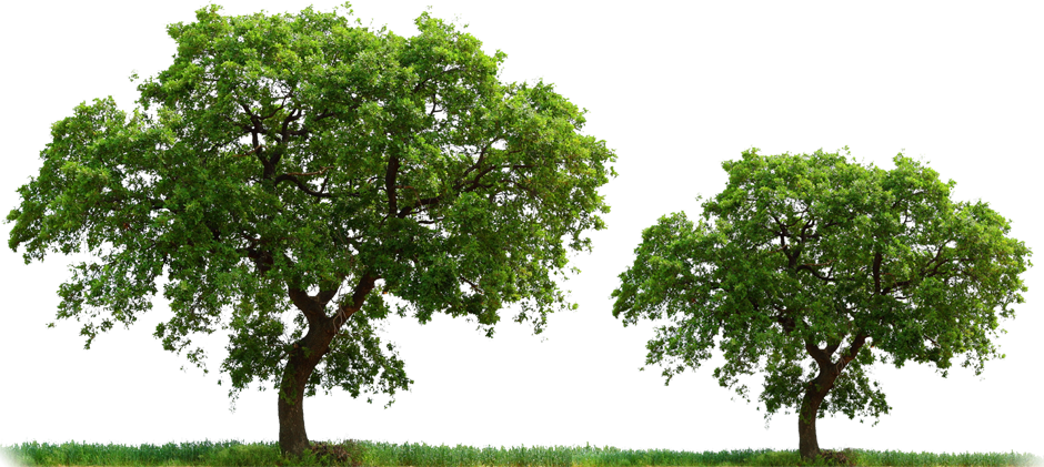 Simple Tree Transparent Background (940x421)