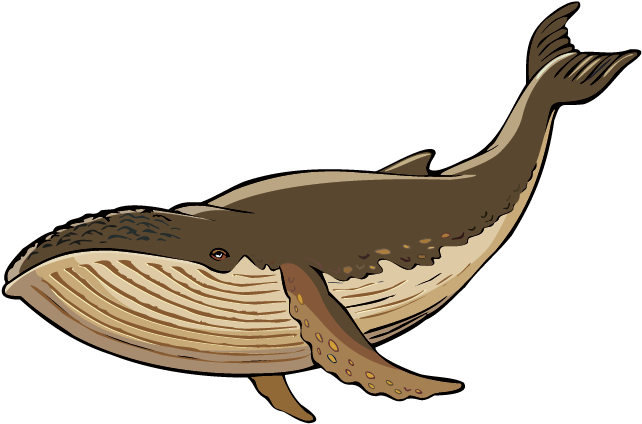 Whale - Decal Stickers Whale Smile L Color Print (8 X 5.3 Inch) (641x481)