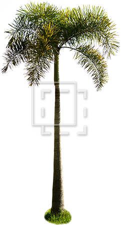 Parent Category - Tropics (450x450)