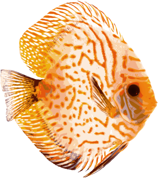 Discus Fish Clipart - Discus Throw (640x660)