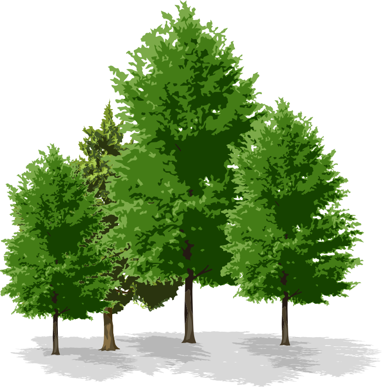 Forest (779x791)