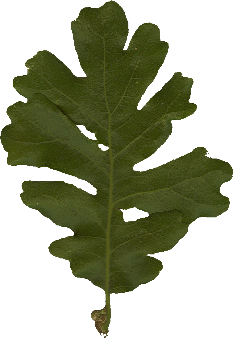 Oakleaf2 Large Plusalpha - Mossy Cup Oak (764x1110)