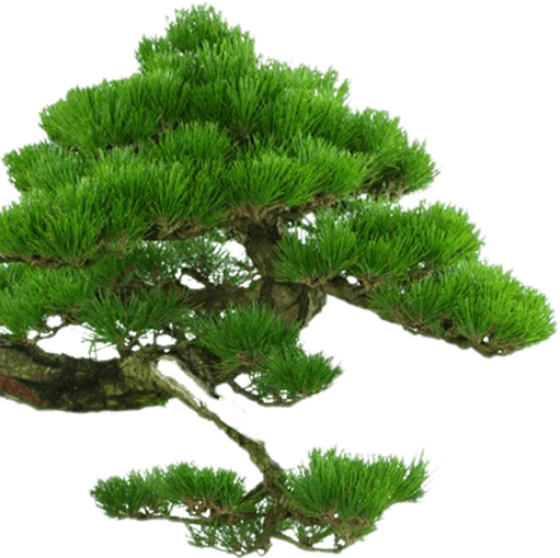 Shortstraw Pine (511x509)