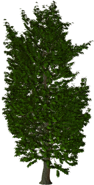 Arbre - Illustration (481x800)