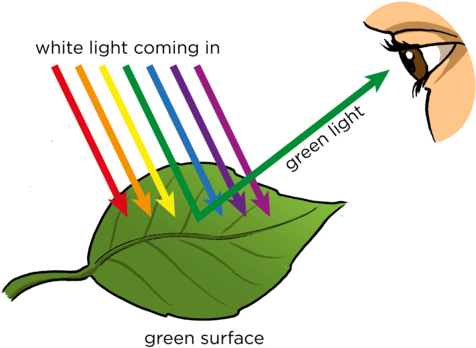Colors Of Objects - رؤية الاجسام بالوانها المختلفة (500x359)