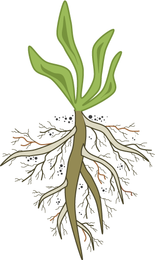 Root Cause Analysis Weed - Causa Raíz (313x523)