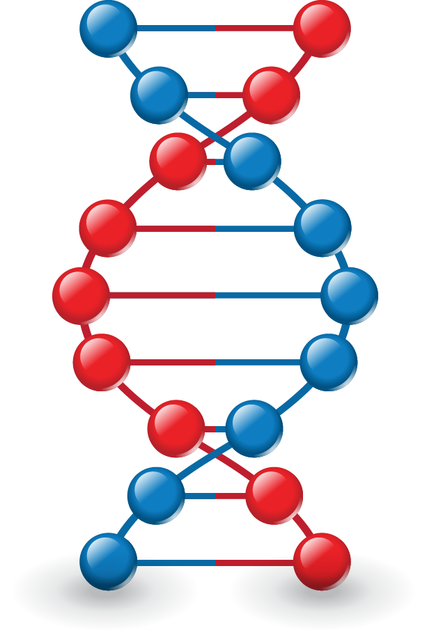 Dna Vector Model - Dna Vector Model (613x912)