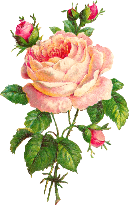 Rose - Rose (452x721)