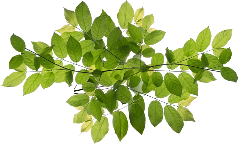 Nyc Million Tree Program - Ilex Decidua (828x502)