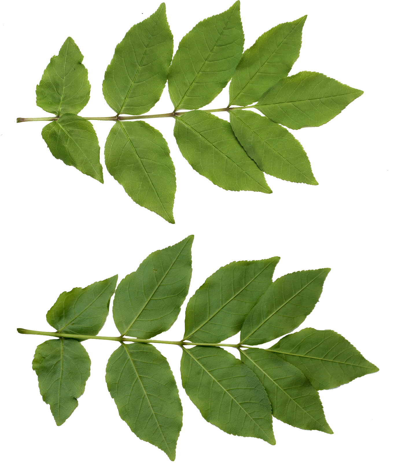 Leaf Neem Tree - Leaf Png (1376x1600)
