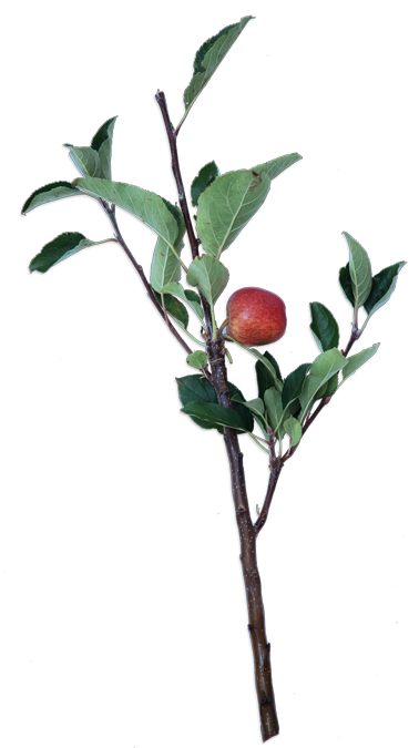 Ceylon Gooseberry (386x700)