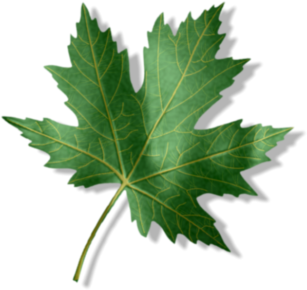 1st Place - - Maple Leaf (600x593)
