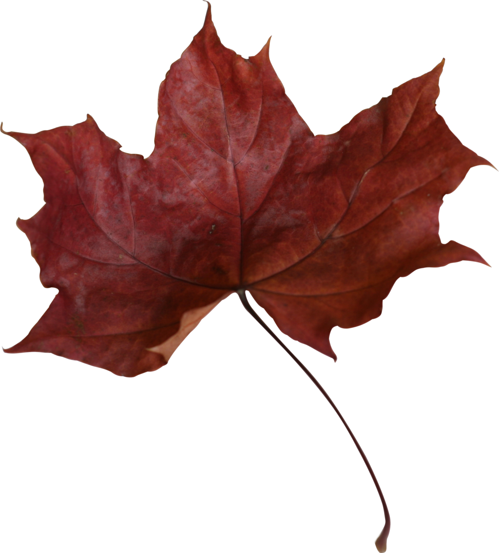 Maple Leaf Png Transparent Picture - Maple Leaf (1024x1134)